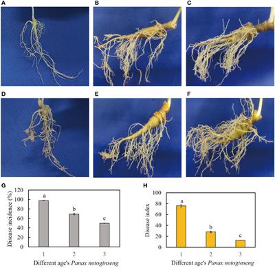 Integrated analysis of transcriptome, metabolome, and histochemistry reveals the response mechanisms of different ages Panax notoginseng to root-knot nematode infection